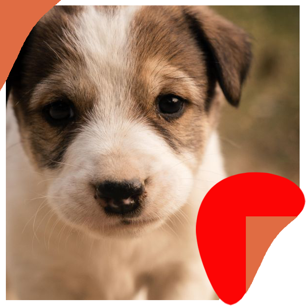 Puppy