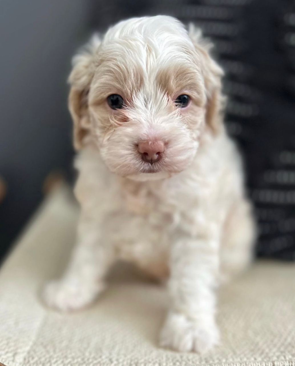 teddy