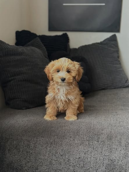 cooper